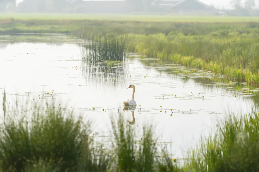 HET BOSMEER Natuur