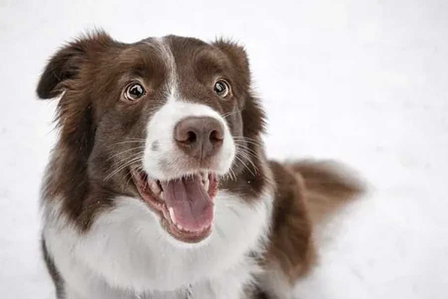 Hond vuurwerkvrij